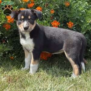 Cheddar, Border Collie Puppy